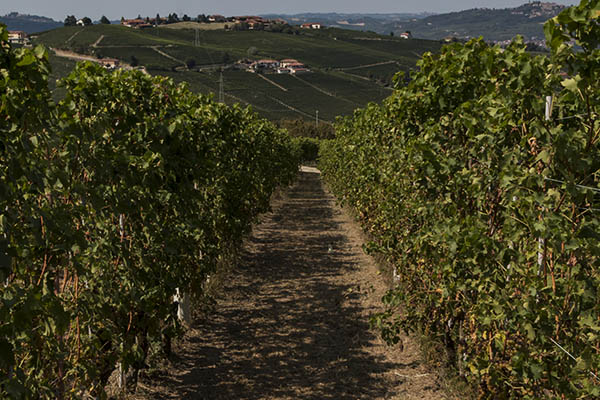 vigneti